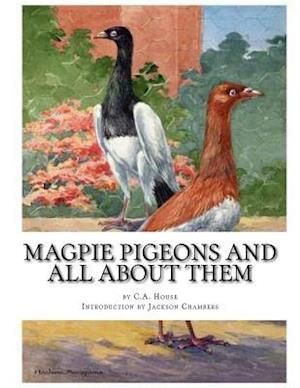 Magpie Pigeons and All about Them