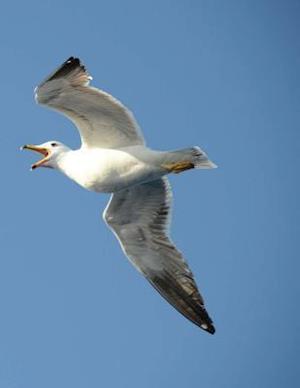 Seagull