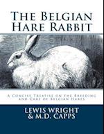 The Belgian Hare Rabbit