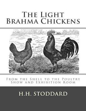 The Light Brahma Chickens (the Light Brahma Fowls)