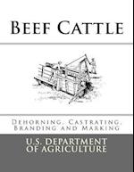 Beef Cattle