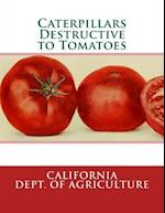 Caterpillars Destructive to Tomatoes