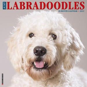 Just Labradoodles 2022 Wall Calendar (Dog Breed)