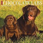 Just Chocolate Labs 2023 Wall Calendar