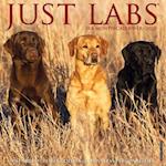 Just Labs 2023 Wall Calendar