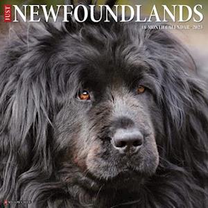 Just Newfoundlands 2023 Wall Calendar