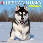Just Siberian Husky Puppies 2023 Wall Calendar