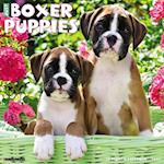 Just Boxer Puppies 2024 12 X 12 Wall Calendar