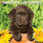 Just Chocolate Lab Puppies 2024 12 X 12 Wall Calendar