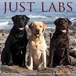 Just Labs 2024 12 X 12 Wall Calendar