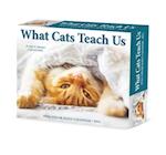 What Cats Teach Us 2024 6.2 X 5.4 Box Calendar