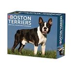 Boston Terriers 2025 6.2 X 5.4 Box Calendar