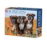 Boxers 2025 6.2 X 5.4 Box Calendar