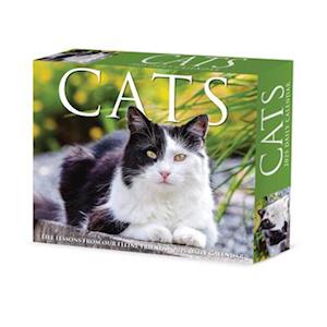 Cats 2025 6.2 X 5.4 Box Calendar