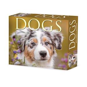 Dogs 2025 6.2 X 5.4 Box Calendar