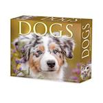 Dogs 2025 6.2 X 5.4 Box Calendar