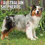Just Australian Shepherds 2025 12 X 12 Wall Calendar