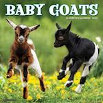 Baby Goats 2025 12 X 12 Wall Calendar