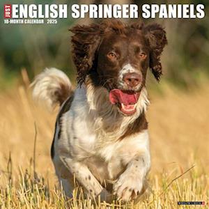 Just English Springer Spaniels 2025 12 X 12 Wall Calendar