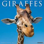 Giraffes 2025 12 X 12 Wall Calendar
