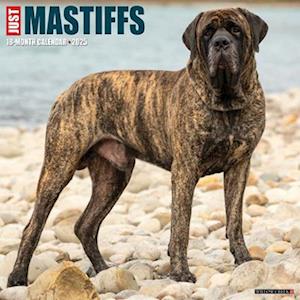 Just Mastiffs 2025 12 X 12 Wall Calendar