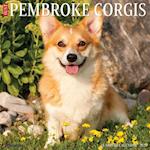 Just Pembroke Corgis 2025 12 X 12 Wall Calendar