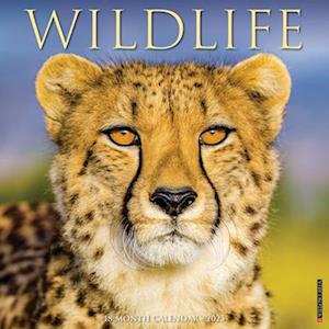 Wildlife 2025 12 X 12 Wall Calendar