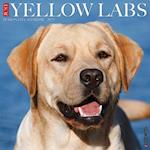 Just Yellow Labs 2025 12 X 12 Wall Calendar