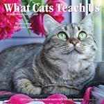 What Cats Teach Us 2025 7 X 7 Mini Wall Calendar