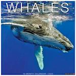 Whales 2025 12 X 12 Wall Calendar