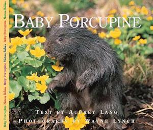 Baby Porcupine