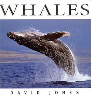 Whales