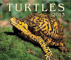Turtles 2013 Calendar