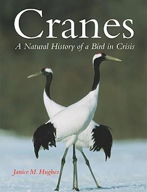 Cranes