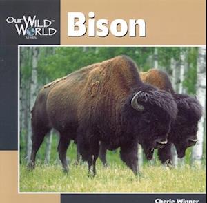 Bison