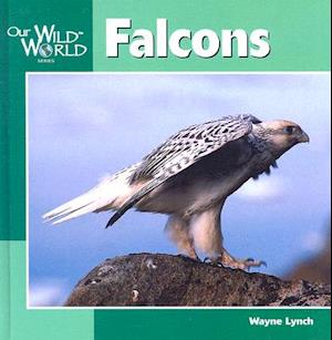 Falcons