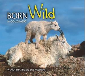 Born Wild in Colorado