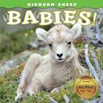 Bighorn Sheep Babies