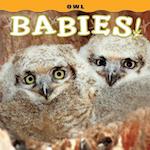 Owl Babies!