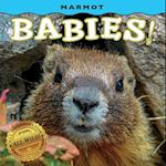 Marmot Babies!
