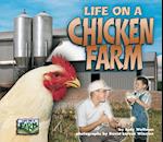 Life on a Chicken Farm