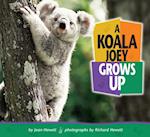 Koala Joey Grows Up