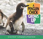 Penguin Chick Grows Up