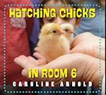 Hatching Chicks In Room 6