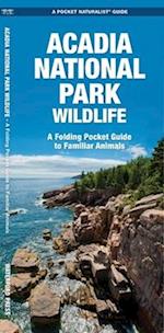 Acadia National Park Wildlife