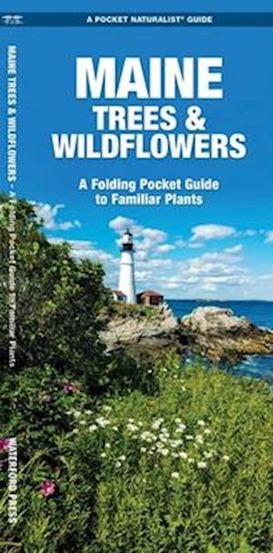 Maine Trees & Wildflowers