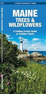 Maine Trees & Wildflowers