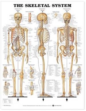 Få The Skeletal System Chart af Anatomical Chart Company som bog på -