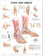 Foot and Ankle Anatomical Chart