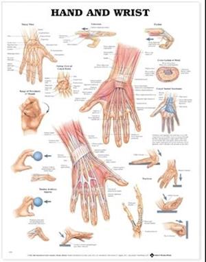 Hand and Wrist Anatomical Chart